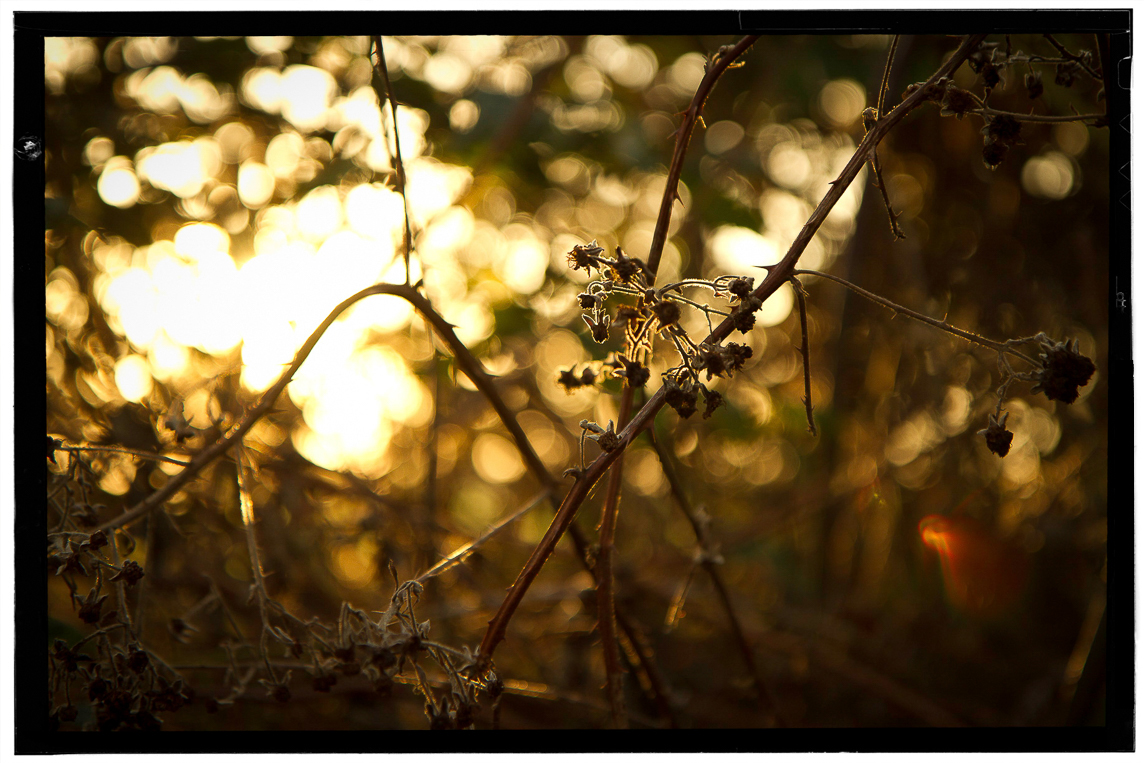 Bramble Sunrise